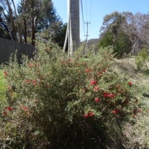 Grevillea juniperina subsp. fortis at Farrer, ACT - 13 Sep 2015