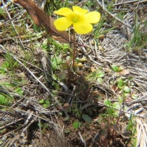 Oxalis sp. at Nicholls, ACT - 12 Sep 2015