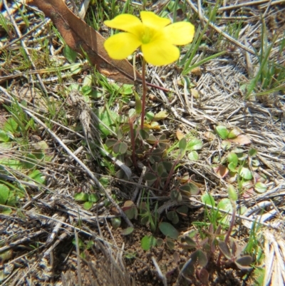 Oxalis sp. (Wood Sorrel) at Nicholls, ACT - 12 Sep 2015 by gavinlongmuir