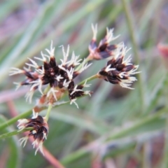 Schoenus apogon at Percival Hill - 12 Sep 2015 by gavinlongmuir