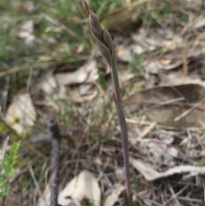 Thelymitra sp. at Mount Majura - 19 Sep 2015 by AaronClausen