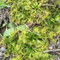 Drosera sp. (A Sundew) at Mount Majura - 19 Sep 2015 by AaronClausen