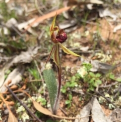 Caladenia actensis (Canberra Spider Orchid) by AaronClausen