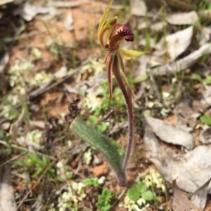 Caladenia actensis at suppressed - suppressed