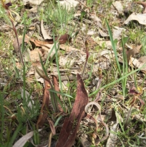 Caladenia actensis at suppressed - suppressed