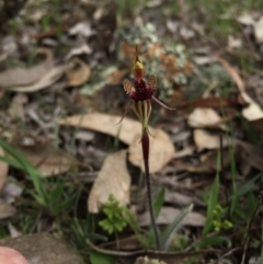 Caladenia actensis (Canberra Spider Orchid) at Majura, ACT - 19 Sep 2015 by AaronClausen