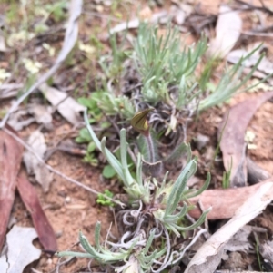 Caladenia actensis at suppressed - 19 Sep 2015