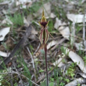 Caladenia actensis at suppressed - 19 Sep 2015