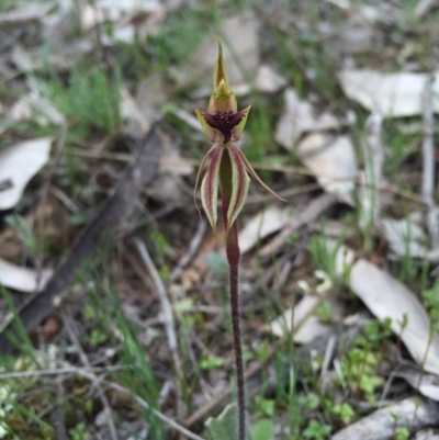 Caladenia actensis (Canberra Spider Orchid) at Majura, ACT - 19 Sep 2015 by AaronClausen