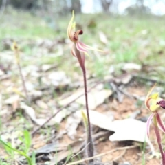 Caladenia actensis (Canberra Spider Orchid) at Majura, ACT - 19 Sep 2015 by AaronClausen