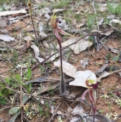 Caladenia actensis at suppressed - 19 Sep 2015