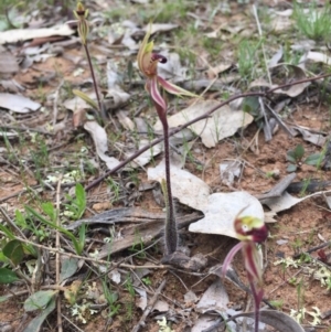 Caladenia actensis at suppressed - suppressed