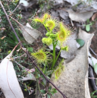 Drosera (genus) (A Sundew) at Majura, ACT - 19 Sep 2015 by AaronClausen