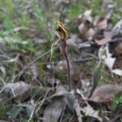 Caladenia actensis (Canberra Spider Orchid) by AaronClausen