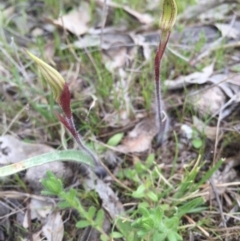 Caladenia actensis at suppressed - suppressed