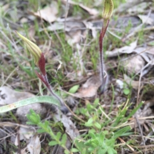 Caladenia actensis at suppressed - 19 Sep 2015