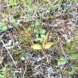 Ophioglossum lusitanicum at Majura, ACT - 19 Sep 2015