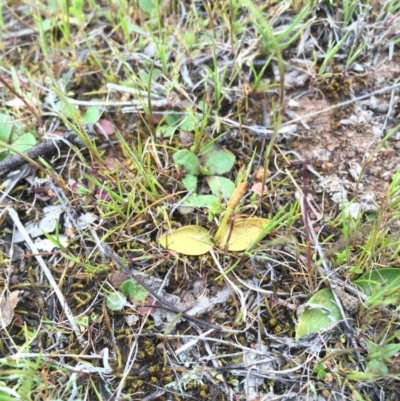 Ophioglossum lusitanicum subsp. coriaceum (Austral Adder's Tongue) at Majura, ACT - 19 Sep 2015 by AaronClausen