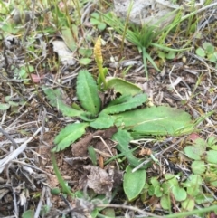 Ophioglossum lusitanicum (Adder's Tongue) at Majura, ACT - 19 Sep 2015 by AaronClausen