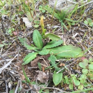 Ophioglossum lusitanicum at Majura, ACT - 19 Sep 2015