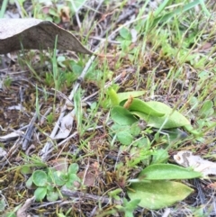 Ophioglossum lusitanicum at Majura, ACT - 19 Sep 2015