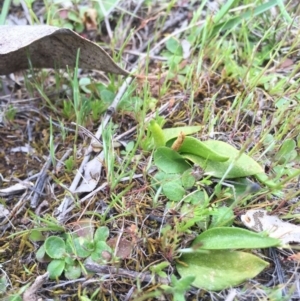 Ophioglossum lusitanicum subsp. coriaceum at Majura, ACT - 19 Sep 2015