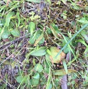 Ophioglossum lusitanicum at Majura, ACT - 19 Sep 2015