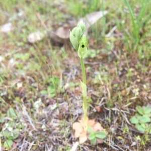 Hymenochilus bicolor (ACT) = Pterostylis bicolor (NSW) at Majura, ACT - 19 Sep 2015