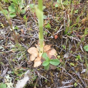 Hymenochilus bicolor (ACT) = Pterostylis bicolor (NSW) at Majura, ACT - 19 Sep 2015