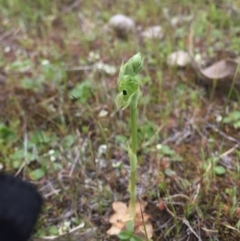 Hymenochilus bicolor (ACT) = Pterostylis bicolor (NSW) at Majura, ACT - 19 Sep 2015