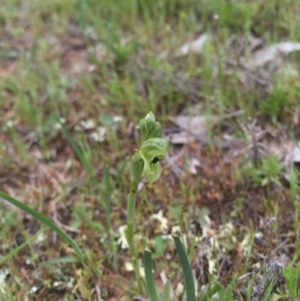 Hymenochilus bicolor (ACT) = Pterostylis bicolor (NSW) at Majura, ACT - 19 Sep 2015