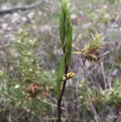 Diuris pardina (Leopard Doubletail) at Mount Majura - 19 Sep 2015 by AaronClausen