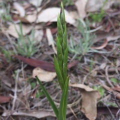 Diuris sp. (A Donkey Orchid) at Mount Majura - 19 Sep 2015 by AaronClausen