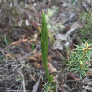 Diuris sp. at Majura, ACT - 19 Sep 2015