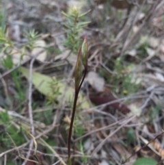 Diuris sp. at Majura, ACT - suppressed