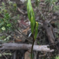 Diuris sp. (A Donkey Orchid) at Majura, ACT - 19 Sep 2015 by AaronClausen