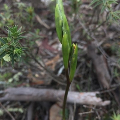 Diuris sp. (A Donkey Orchid) at Mount Majura - 19 Sep 2015 by AaronClausen