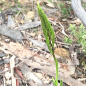 Diuris sp. at Majura, ACT - suppressed