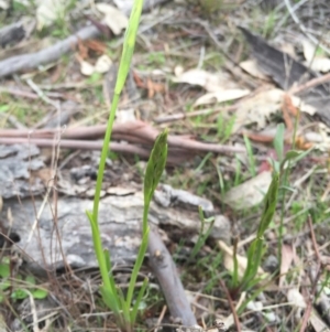 Diuris sp. at Majura, ACT - suppressed