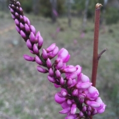 Indigofera australis subsp. australis (Australian Indigo) at Hackett, ACT - 19 Sep 2015 by AaronClausen