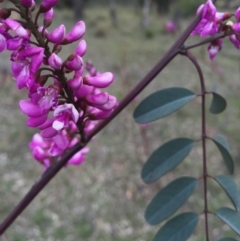 Indigofera australis subsp. australis at Hackett, ACT - 19 Sep 2015 01:05 PM