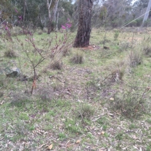 Indigofera australis subsp. australis at Hackett, ACT - 19 Sep 2015