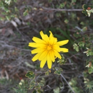 Microseris walteri at Hackett, ACT - 19 Sep 2015 01:12 PM