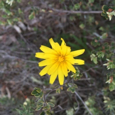 Microseris walteri (Yam Daisy, Murnong) at Hackett, ACT - 19 Sep 2015 by AaronClausen