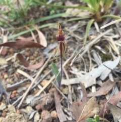 Caladenia actensis (Canberra Spider Orchid) at Hackett, ACT by AaronClausen