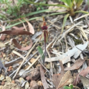 Caladenia actensis at suppressed - suppressed