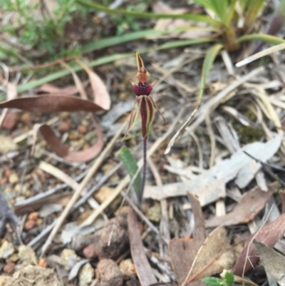 Caladenia actensis (Canberra Spider Orchid) at Hackett, ACT - 19 Sep 2015 by AaronClausen
