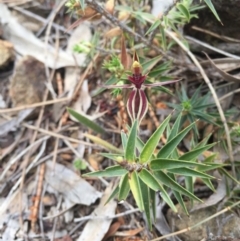 Caladenia actensis at suppressed - suppressed