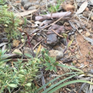 Caladenia actensis at suppressed - suppressed