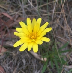 Microseris walteri (Yam Daisy, Murnong) at Mount Majura - 19 Sep 2015 by AaronClausen